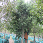 Ficus benjamina 1000L V14B050 Mar2018