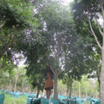 Ficus benjamina 1000L V14B059 Mar2018