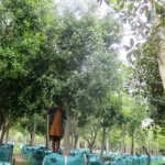 Ficus benjamina 1000L V14B065 Mar2018