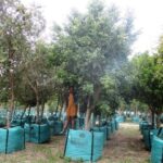 Ficus benjamina 1000L V29B145 Mar2018