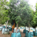 Ficus benjamina 1000L V4A051 Mar2018