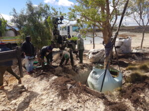 05 Staff mixing compost into the soil, and planting the trees