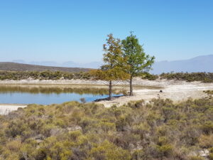 05 Swamp Cypress @ dam