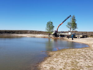 06 Instalation of Swamp Cypresses
