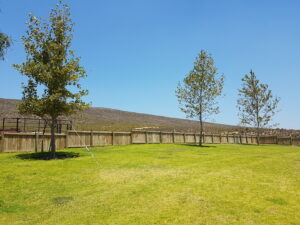 09 Plane trees @ house