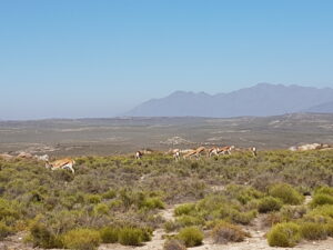 springbuck