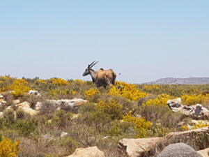 eland buck