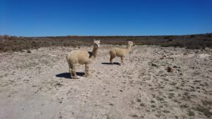 Alpacas 2
