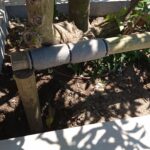 staking frangipani