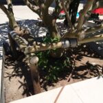 staking frangipani