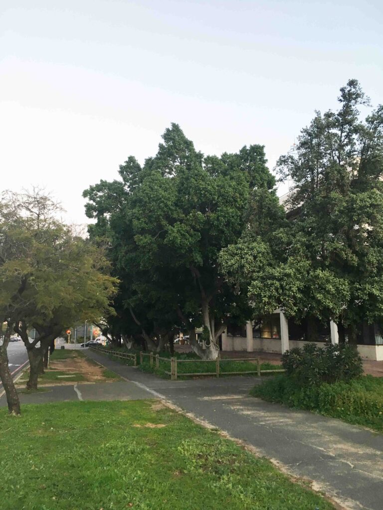 Ficus microcarpa Somerset West Municipality Building Cn of Andries Pretorius & Victoria Rd July 2018 Ficus microcarpa Somerset West Municipality Building Cn of Andries Pretorius & Victoria Rd July 2018