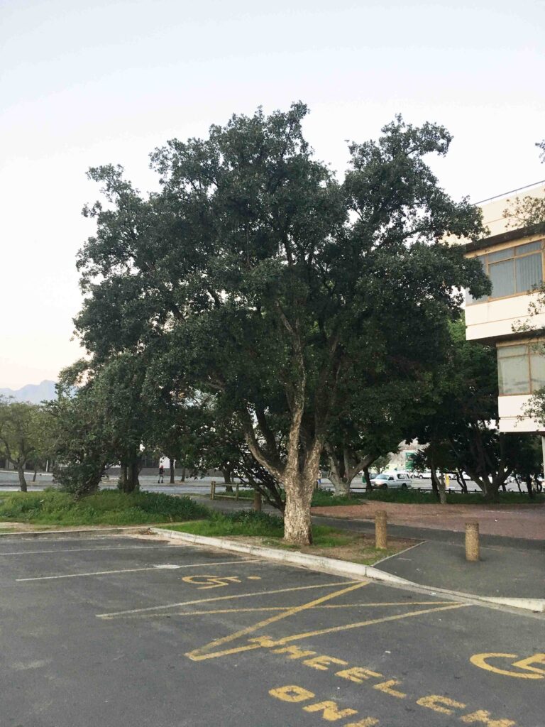 Quercus suber Somerset West Municipality Admin Building July 2018 Quercus suber Somerset West Municipality Admin Building July 2018
