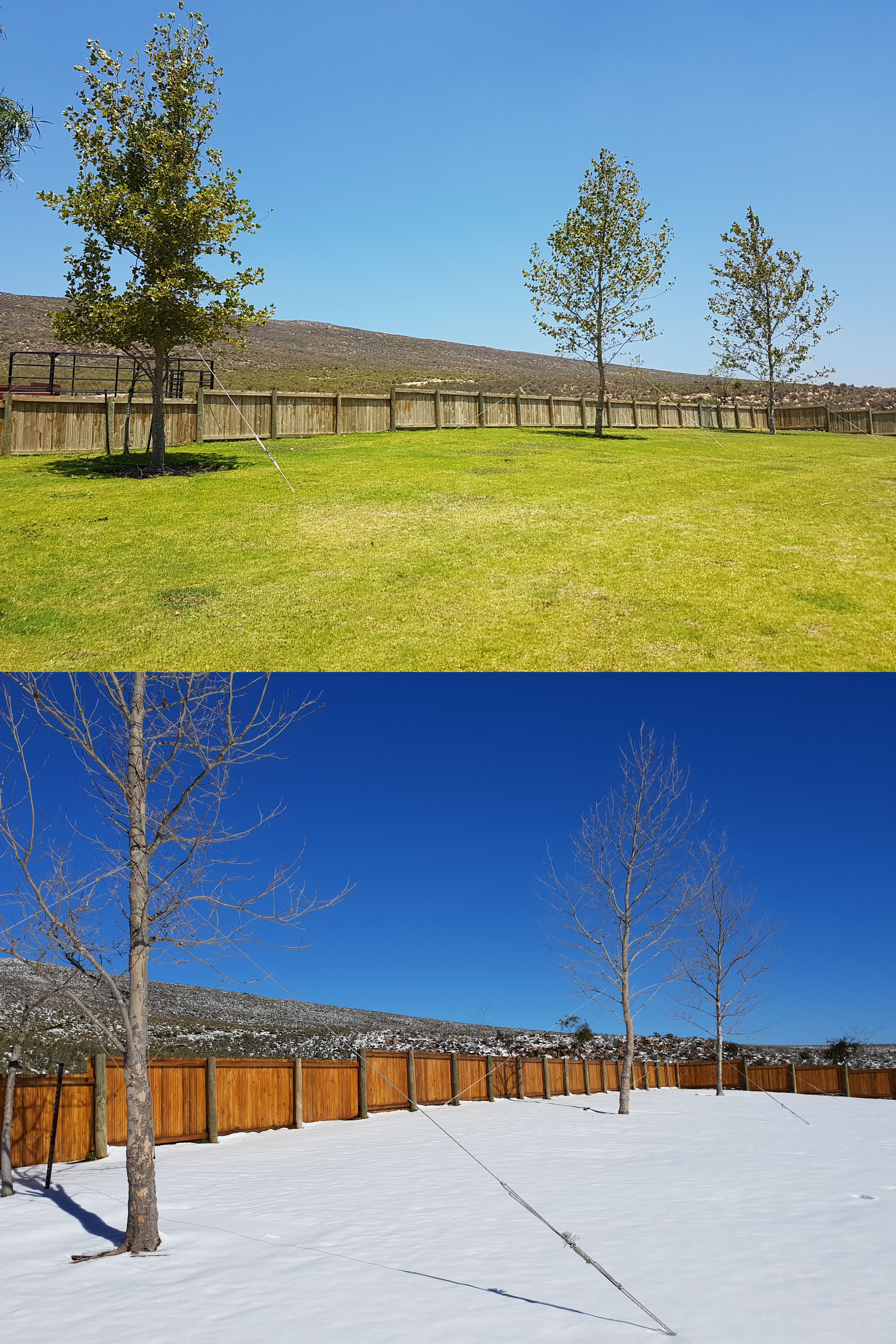 plane trees before and after