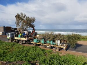 yzerfontein olive project