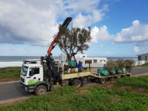 yzerfontein olive project