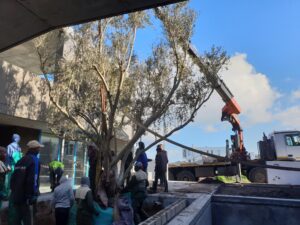 yzerfontein olive project