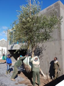 yzerfontein olive project