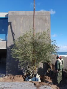 yzerfontein olive project