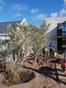 yzerfontein olive project