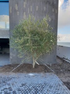 yzerfontein olive project
