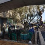 yzerfontein olive project