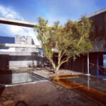 yzerfontein olive project