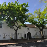 Oak_trees,_Dorp_Street,_Stellenbosch