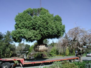 Podocarpus henkelii mature - Rescued