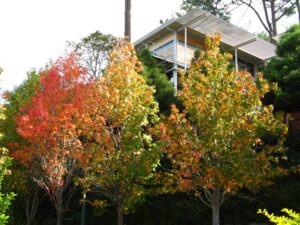 liquidambar autumn upton