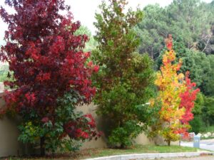 liquidambar upton red green yellow