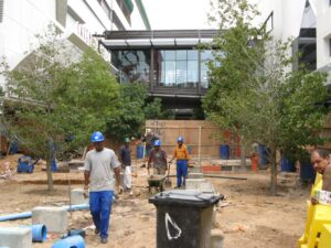 Liquidambar cavendish project (6)