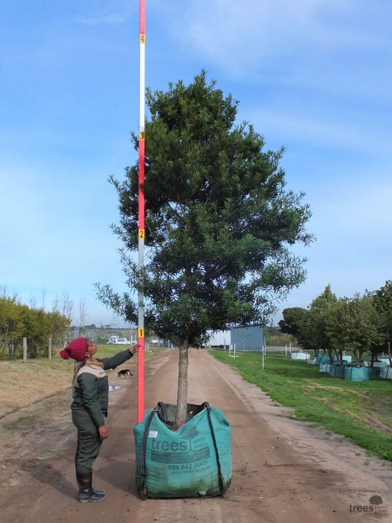 Afrocarpus latifolius 500-litres