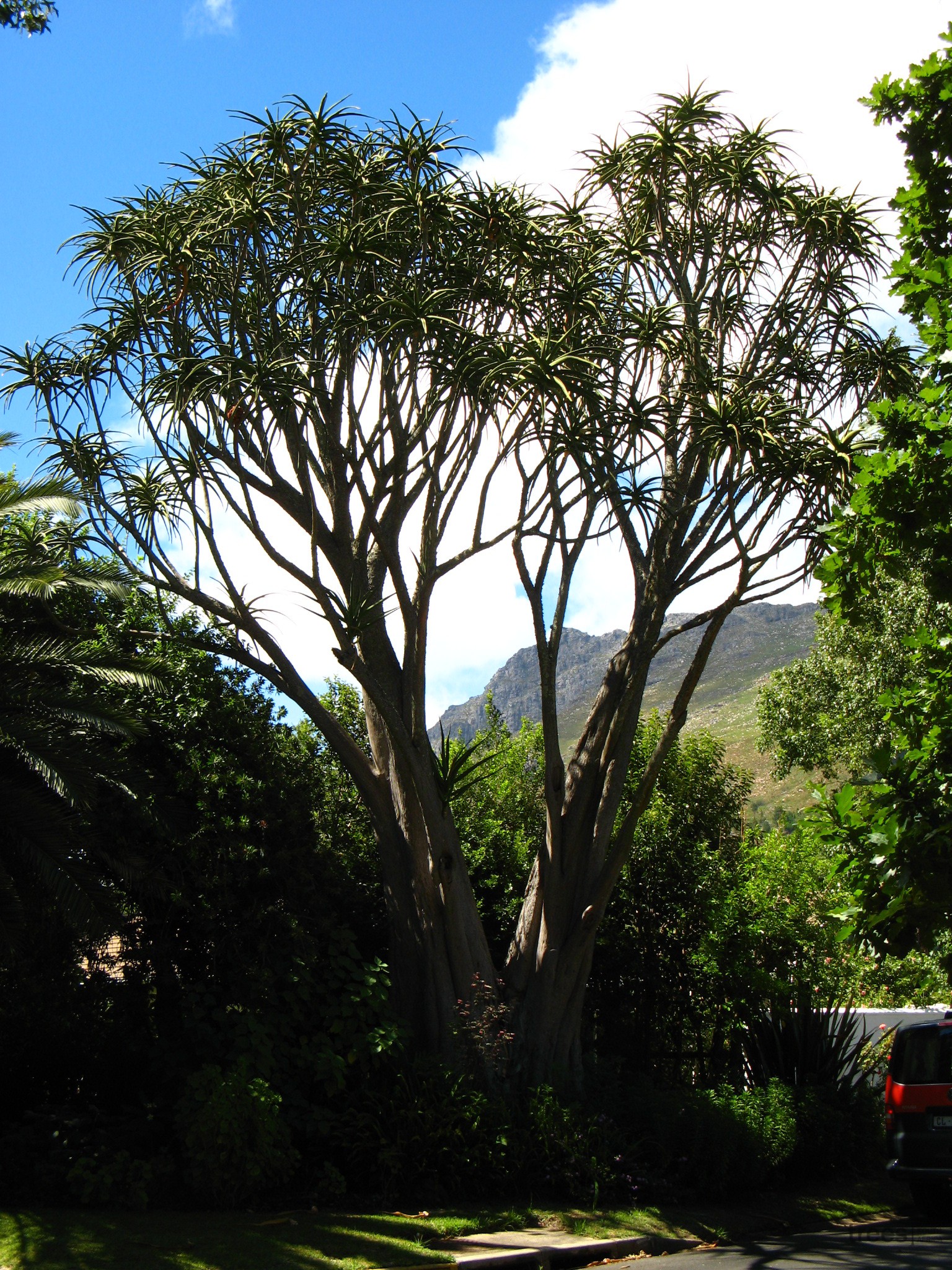 Tree Aloe Aloidendron barberae - Trees SA