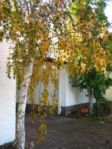 Betula pendula golden autumn foliage