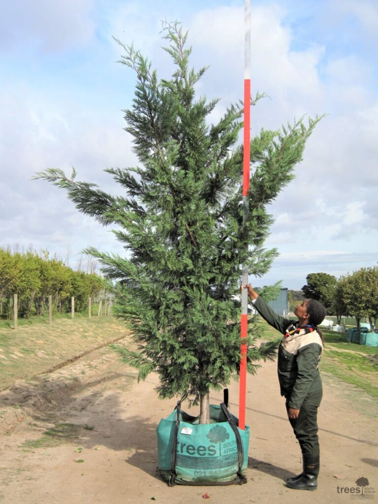 Cupressocyparis leylandii 250-litre