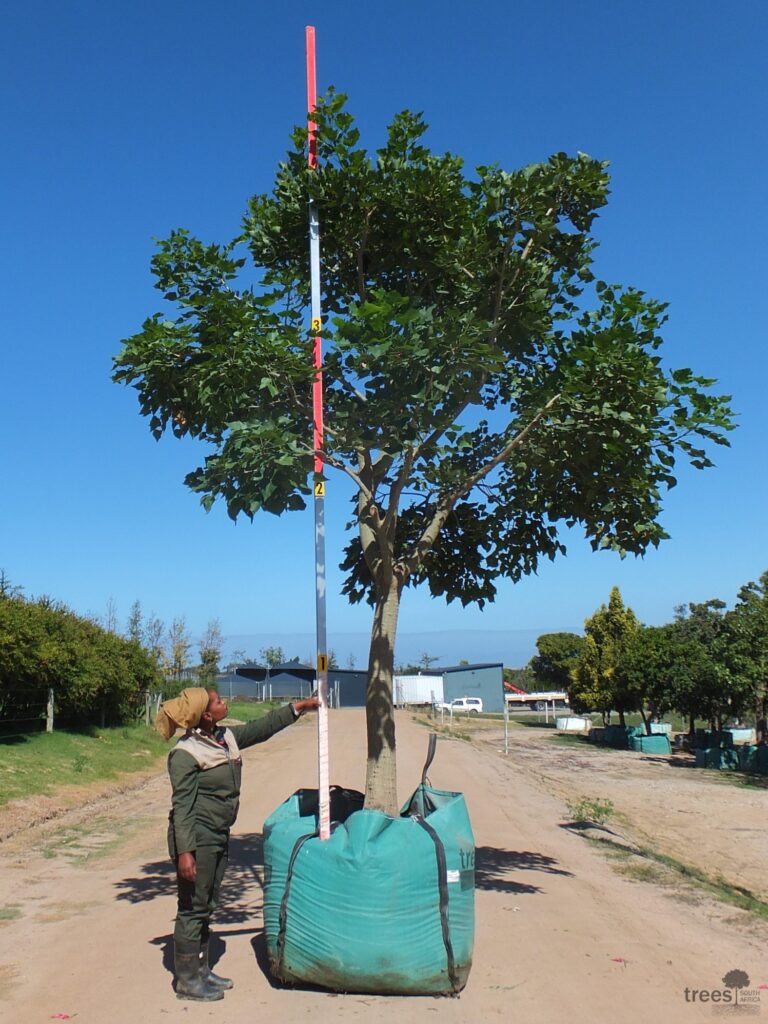Erythrina lysistemon 1000-litre