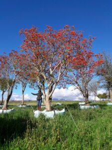 Erythrina lysistemon 4500L full bloom Vrede Sept2016 Nursery (3) Erythrina lysistemon 4500-litre in full bloom