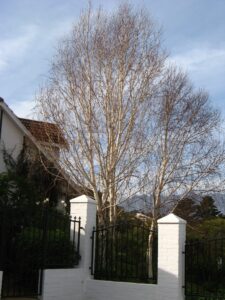 IMG_4416 Mature Betula pendulas - Somerset West