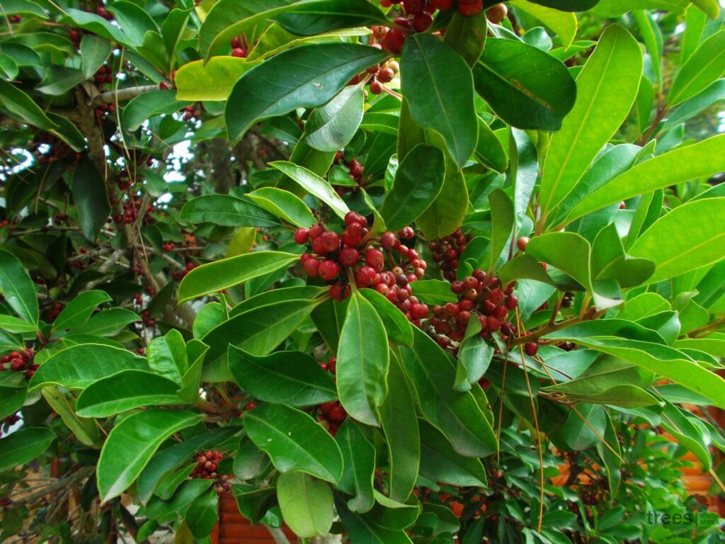 Ilex mitis berries Ilex mitis fruit and foliage