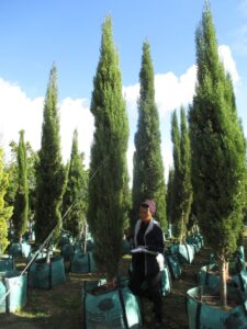 V23A130 Cupressus stricta 250 litre Cupressus sempervirens Stricta 250-litre