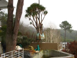 Mature Aloidendron barberae Rescue and Transplant - Camps Bay