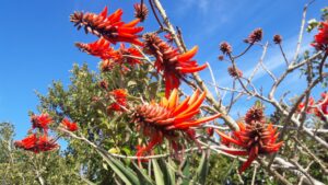 erythrina lysistemon flowers 100L august 2017 Erythrina lysistemon flowers