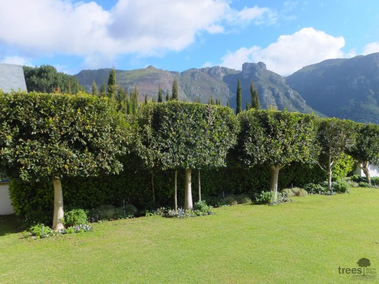 h Gordon Klaassen rd ex Ilex topiary Jene (10 (1 (1) Topiary Ilex mitis hedge