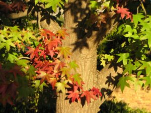 liquidambar mature autumn dalsig stellenb