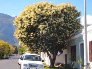Mature Nuxia floribunda flowering