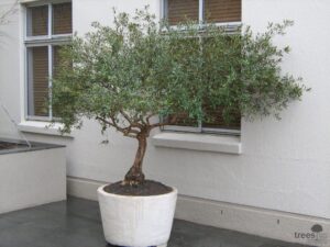 Olea africana planted in a pot