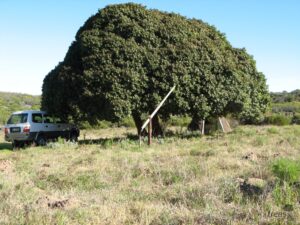 sideroxylon mature vermaaklikheid Mature Sideroxylon inerme - Vermaaklikheid