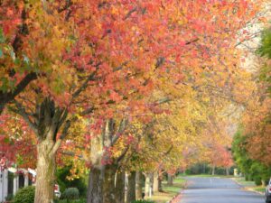 Autumn colour – Liquidambar styraciflua