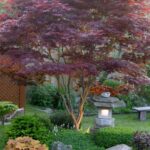 Oriental Garden – Maple tree Oriental Garden - Maple tree