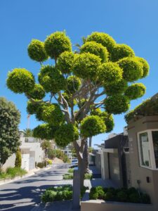 Topiary Garden – Ficus microcarpa